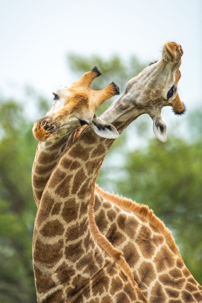 Singita-Kruger-National-Park_Wildlife-Giraffe_Ross-Couper-1-667x1000 - Singita: habitar en la naturaleza salvaje 