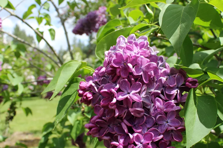 El destino primaveral que florece en morado (y casi nadie tiene en el radar)