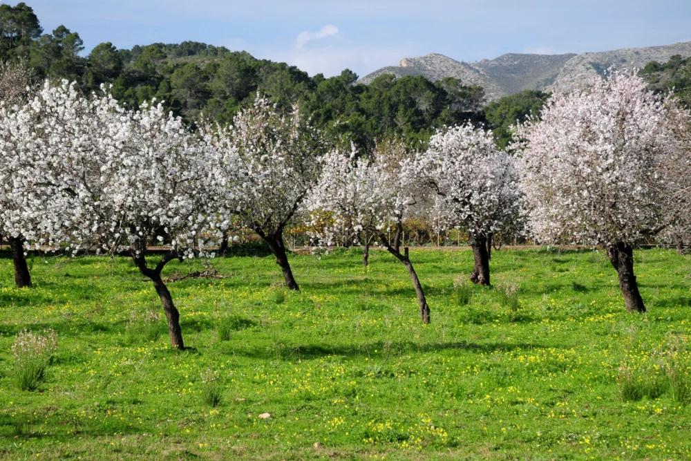 5 lugares de Mallorca para ver los almendros en flor