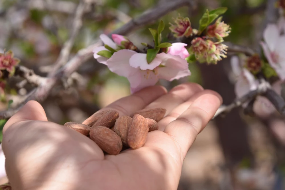almendro-mano-1000x667 - 5 lugares de Mallorca para ver los almendros en flor