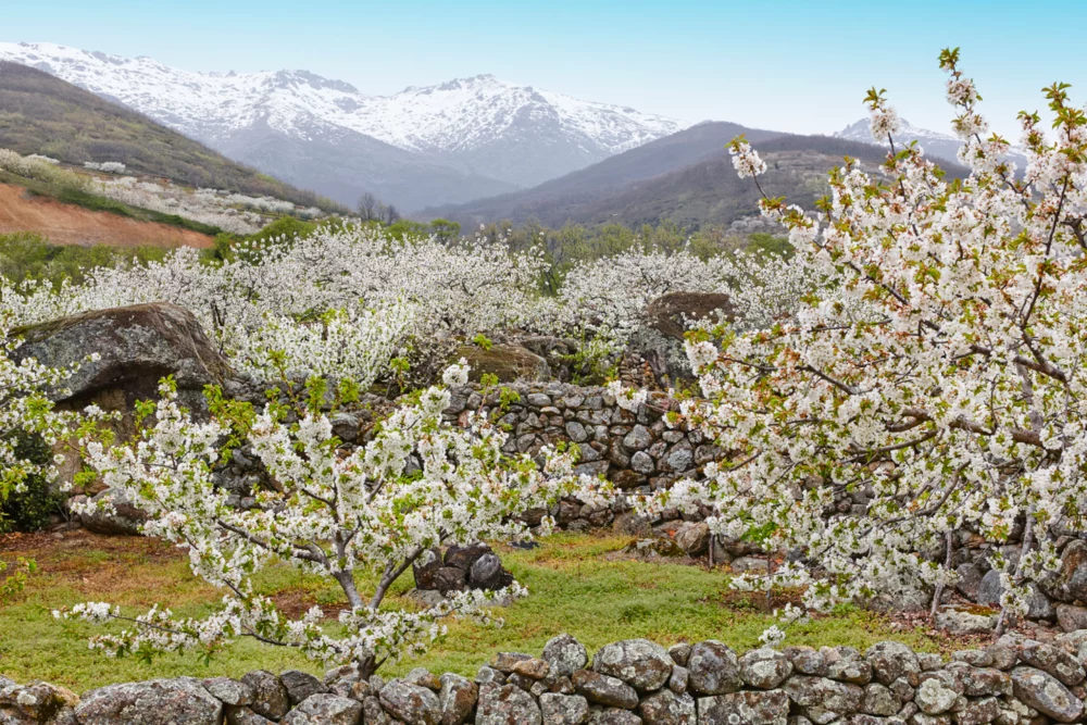 cerezos-en-flor-valle-del-jerte-1000x667 - Escapadas de primavera: destinos españoles para disfrutar en marzo