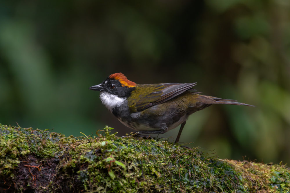 chestnut-capped-brushfinch-Arremon-brunneinucha-La-Florida-el-bosque-de-las-aves-Colombia-1000x665 - Aves de Colombia: reserva La Florida en el Valle del Cauca