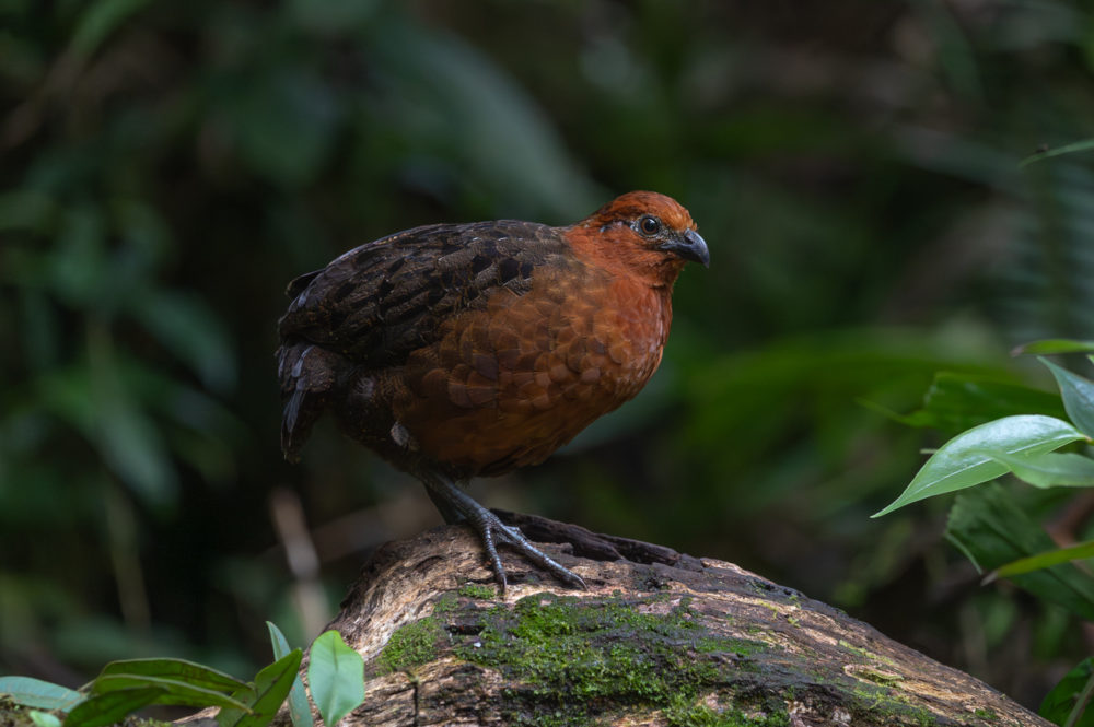 chestnut-wood-quail-Odontophorus-hyperythrus-La-Florida-el-bosque-de-las-aves-Colombia-1000x665 - Aves de Colombia: reserva La Florida en el Valle del Cauca