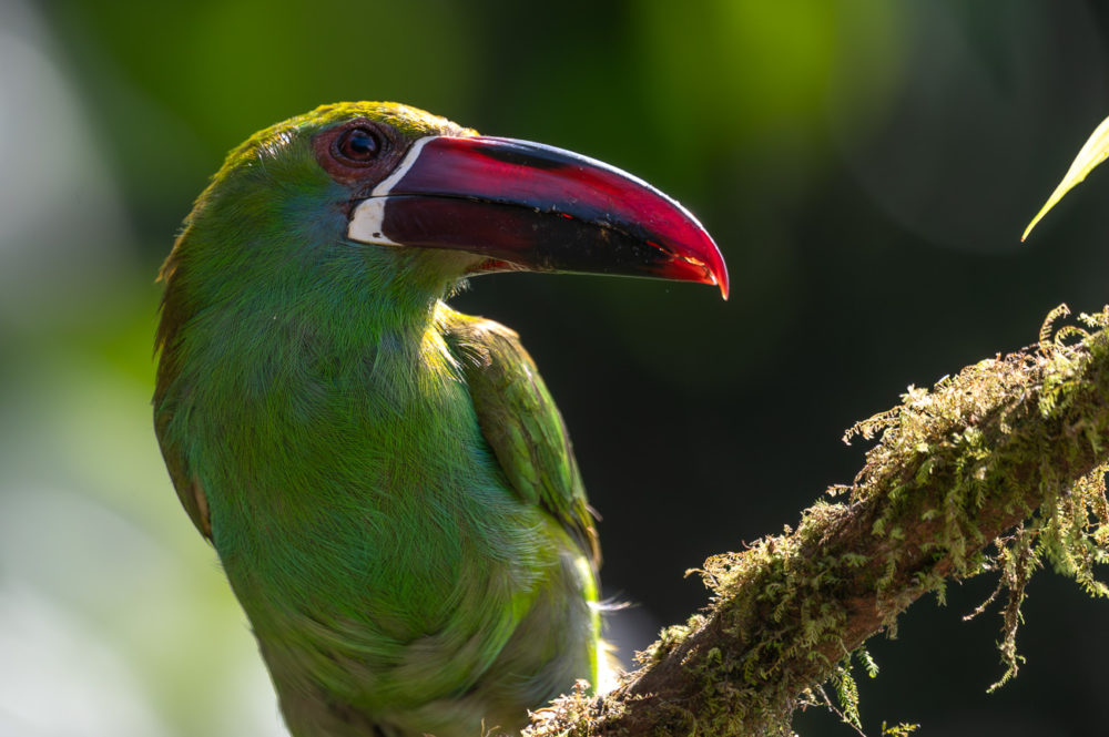 crimson-rumped-toucanet-Aulacorhynchus-haematopygus-La-Florida-el-bosque-de-las-aves-Colombia-1000x665 - Aves de Colombia: reserva La Florida en el Valle del Cauca