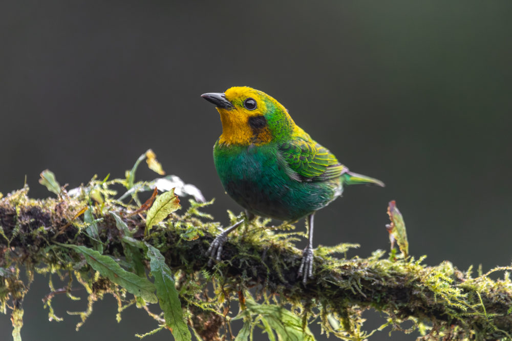 Aves de Colombia: reserva La Florida en el Valle del Cauca