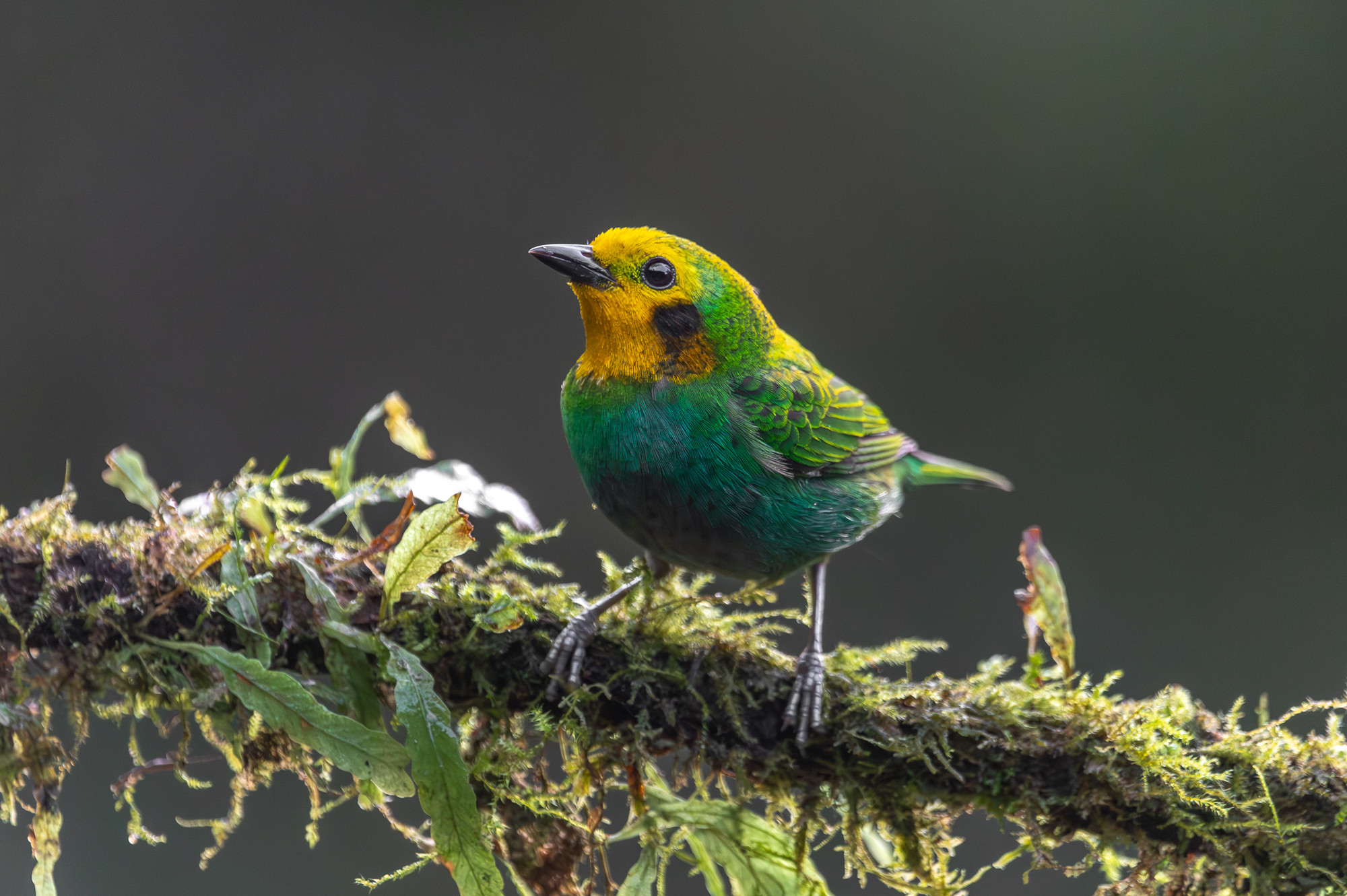 Aves de Colombia: reserva La Florida en el Valle del Cauca