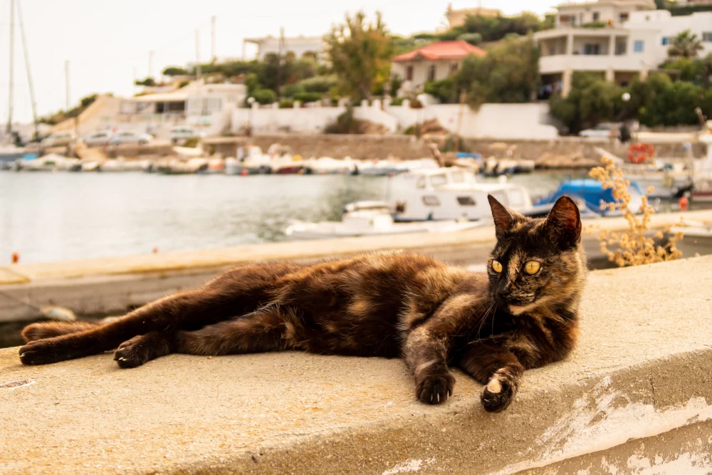 Alojarse gratis en una isla paradisíaca a cambio de cuidar a sus gatos