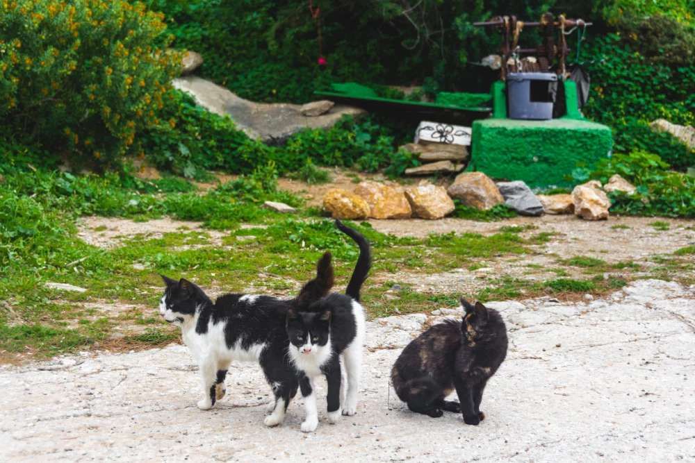gatos-syros-1000x667 - Alojarse gratis en una isla paradisíaca a cambio de cuidar a sus gatos