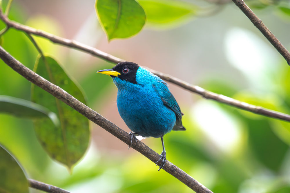 green-honeycreeper-Chlorophanes-spiza-La-Florida-el-bosque-de-las-aves-Colombia-1000x665 - Aves de Colombia: reserva La Florida en el Valle del Cauca