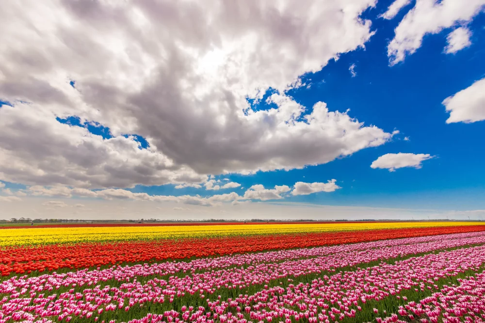 keukenhof-holanda-1000x667 - Comienza la primavera: cinco destinos para esta época del año