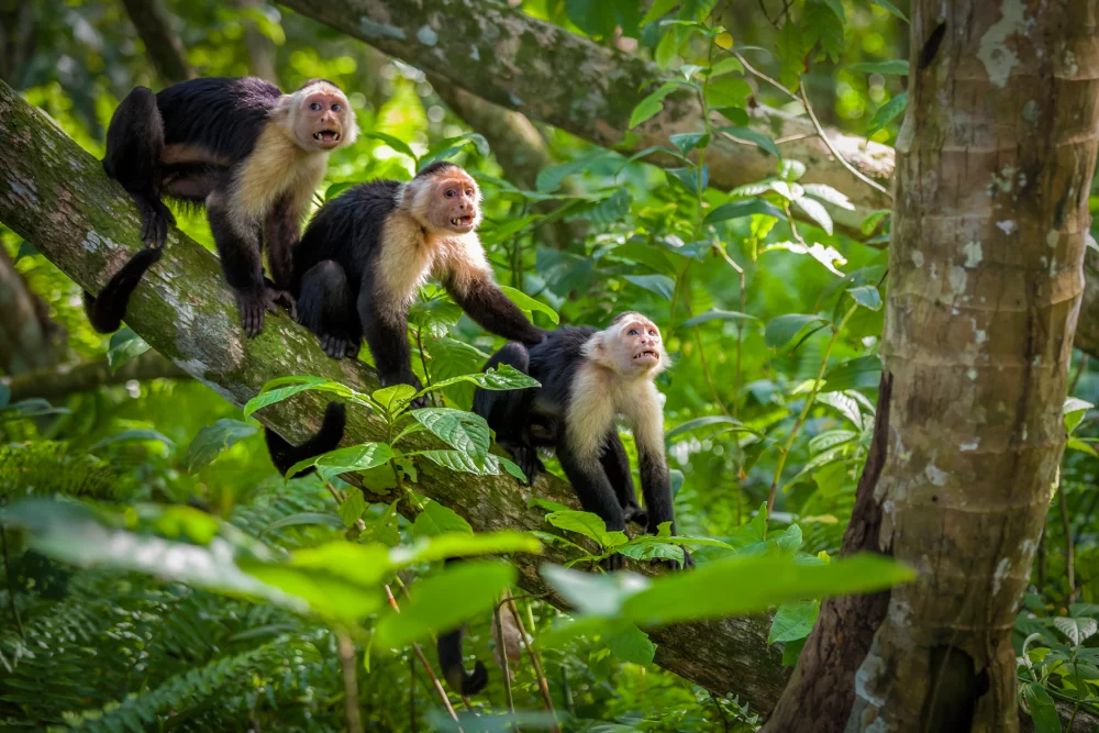 monos-parque-nacional-cahuita-1000x667 - Limón, el destino emergente que lidera las búsquedas de viajes para 2026 