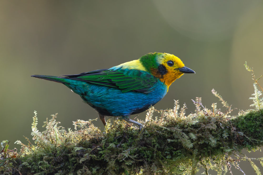 multicoloured-tanager-Chlorochrysa-nitidissima-La-Florida-el-bosque-de-las-aves-Colombia-1000x665 - Aves de Colombia: reserva La Florida en el Valle del Cauca