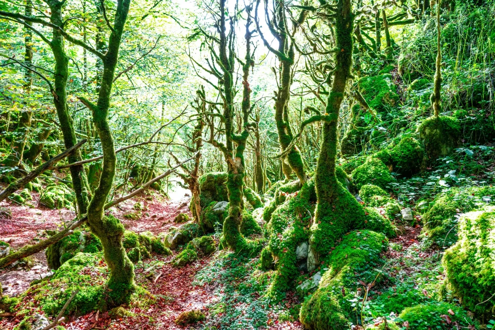 selva-irati-1000x667 - Navarra, turismo de calidad a un paso de Madrid