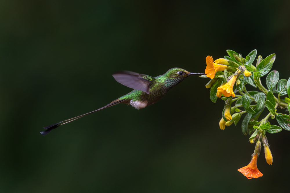 white-booted-racket-tail-Ocreatus-underwoodii-La-Florida-el-bosque-de-las-aves-Colombia-1000x665 - Aves de Colombia: reserva La Florida en el Valle del Cauca