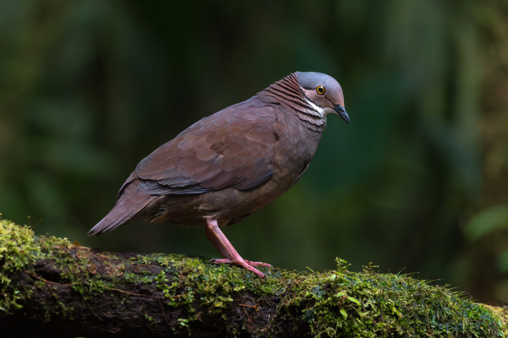 white-throated-quail-dove-Zentrygon-frenata-La-Florida-el-bosque-de-las-aves-Colombia-1000x665 - Aves de Colombia: reserva La Florida en el Valle del Cauca
