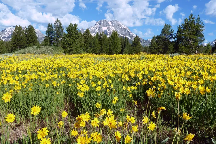 Flores silvestres en Montana: cuándo y dónde verlas en su mejor momento