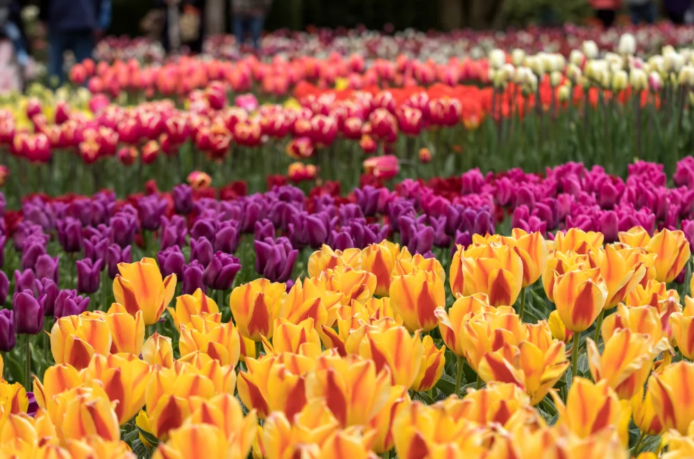 flores-tulipanes-1000x661 - Los 3 eventos más instagrameables en Madrid este abril: planes bonitos y virales