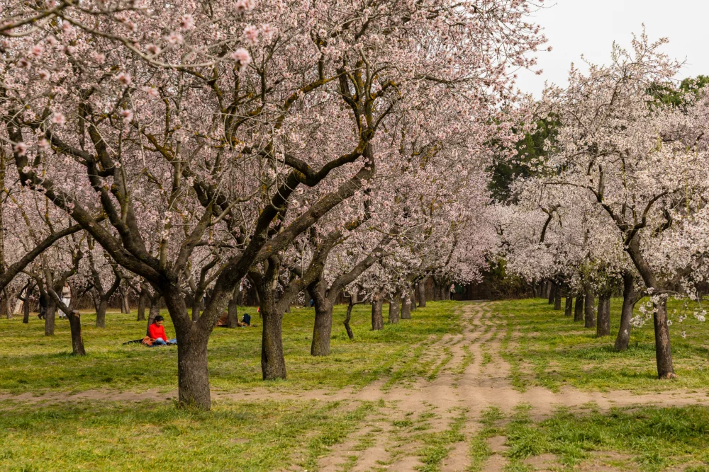 quinta-de-los-molinos-madrid-1000x667 - Los 3 eventos más instagrameables en Madrid este abril: planes bonitos y virales