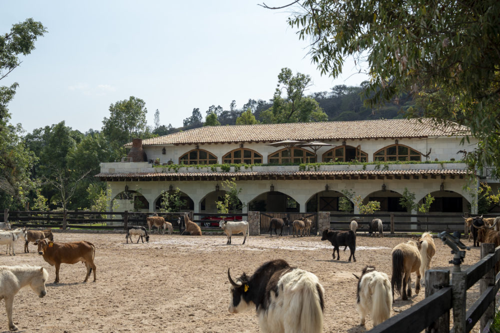 HJN05467-1000x667 - El Ranchito: el refugio secreto en Valle de Bravo que parece sacado de otro continente