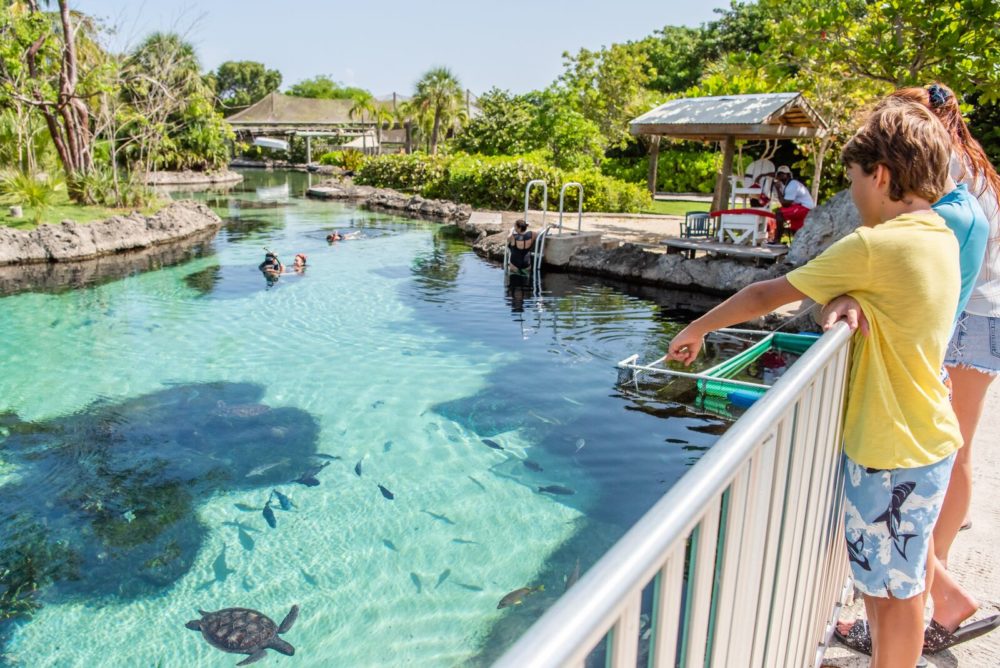 Large-Cayman-Turtle-Centre-GCM-26-1000x668 - Islas Caimán: el Caribe en su versión más refinada