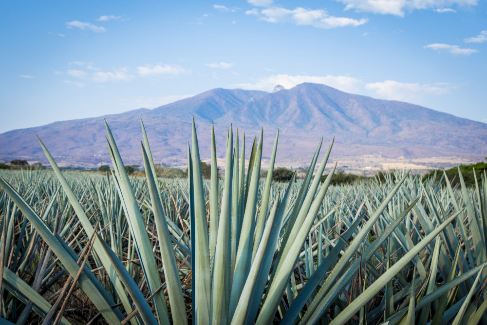 iStock-585315314-1000x667 - Guía Mundialista: qué hacer en Guadalajara durante el Mundial