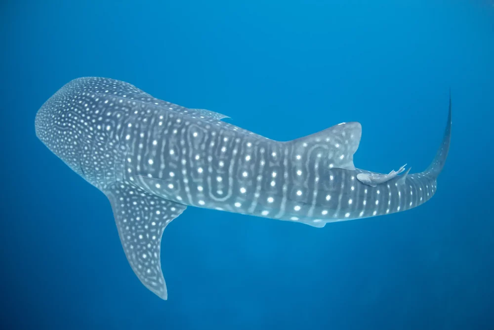 tiburon-ballena-belice-1000x667 - Tiburones ballena y manatíes: mayo es el mejor mes para bucear en Belice