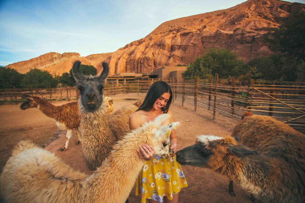 Copia-de-Llama-Nayara-Alto-Atacama--1000x667 - Nayara Alto Atacama: un refugio sustentable en el desierto más árido del mundo