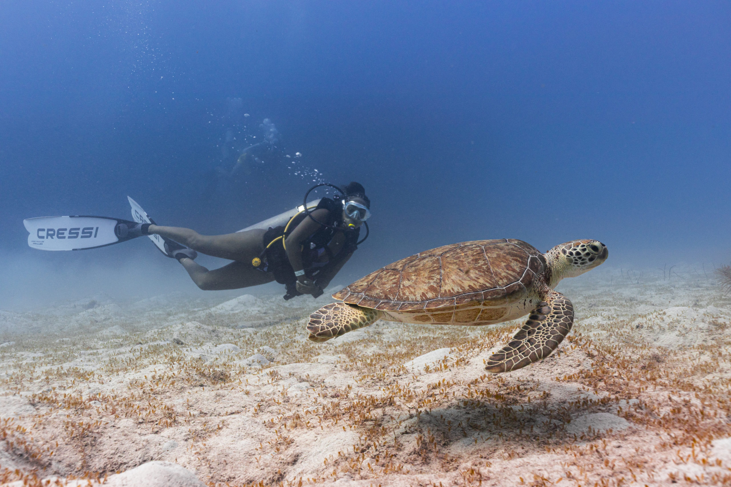 Dive Fest Barbados 2026: una experiencia hecha a la medida para los amantes del submarinismo