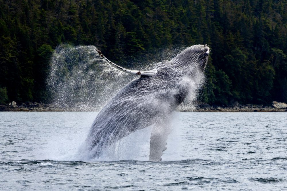 iStock-2224888919-1000x667 - Visita los 8 Parques Nacionales de Alaska en un viaje épico