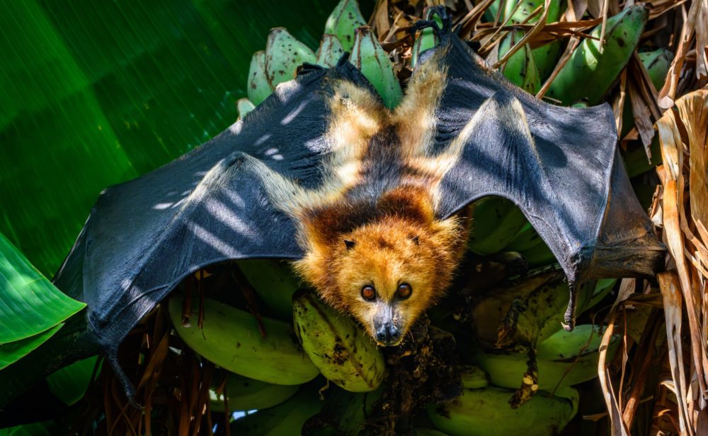 migracion-de-murcielagos-1-1000x617 - La migración de mamíferos más grande del mundo no está en el Serengeti, y solo unas 800 personas la ven cada año
