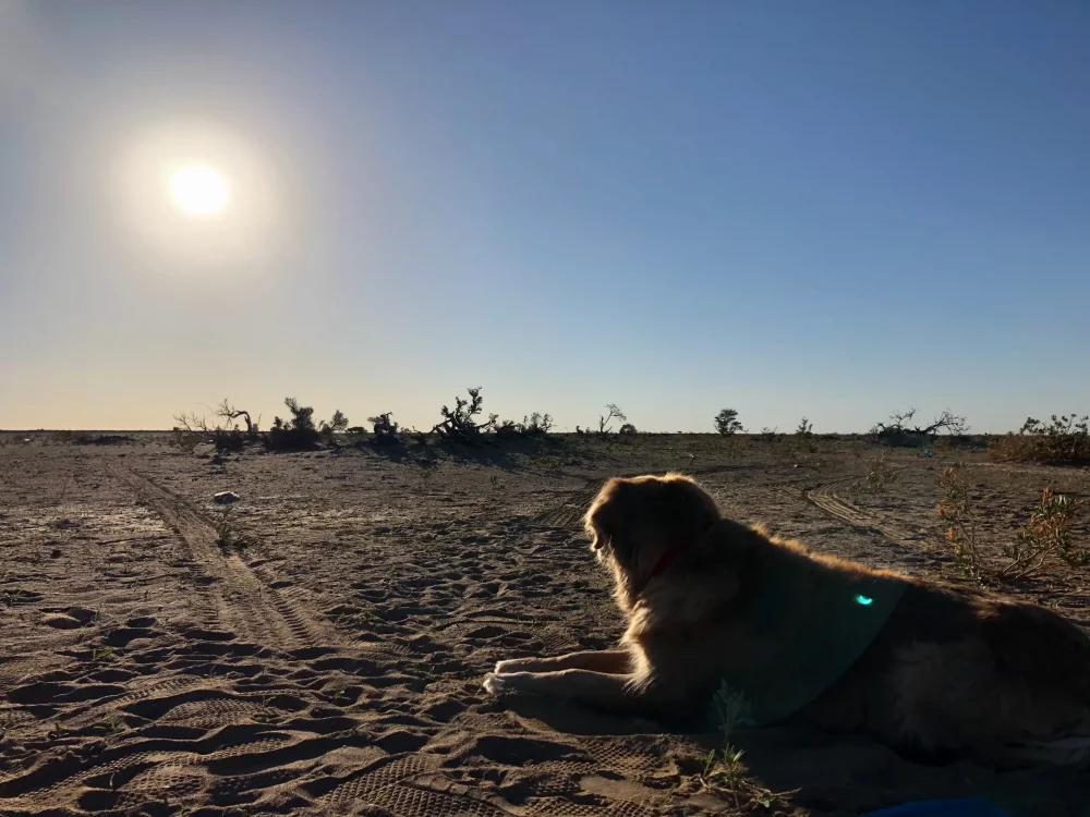 perro-eclipse-1000x750 - ¿Cómo afecta el eclipse a mi mascota?