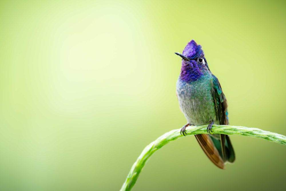 Costa-Rica_Vida-Silvestre_Colibri_Magnifico_CabezaVioleta_6192x4128-1000x667 - Costa Rica: el manifiesto del lujo natural, una guía completa