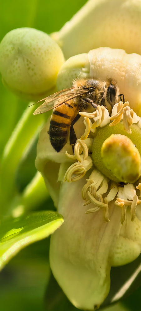 HUAWEI-Pura-90s-Abeja-453x1000 - Entre abejas, mantis, esculturas y una luna creciente, recorrimos Tepoztlán con el nuevo HUAWEI Pura 90s Pro Max
