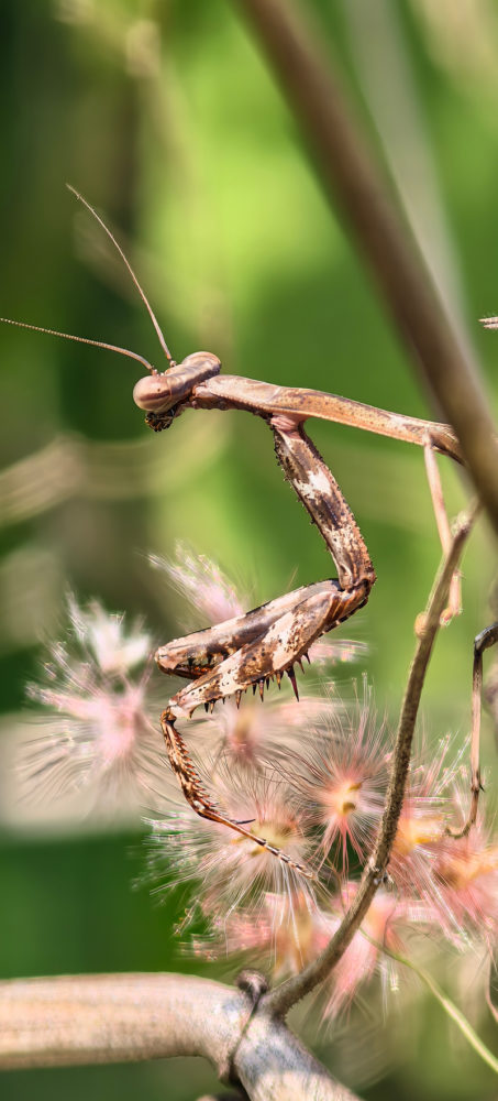 HUAWEI-Pura-90s-Mantis-453x1000 - Entre abejas, mantis, esculturas y una luna creciente, recorrimos Tepoztlán con el nuevo HUAWEI Pura 90s Pro Max