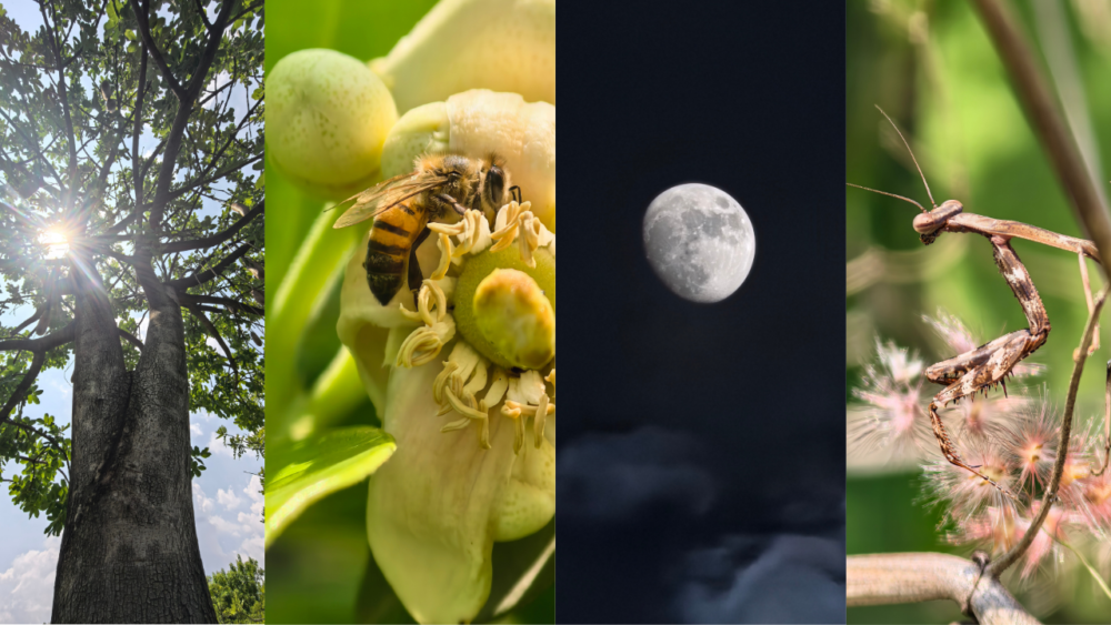 Entre abejas, mantis, esculturas y una luna creciente, recorrimos Tepoztlán con el nuevo HUAWEI Pura 90s Pro Max