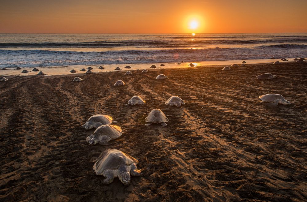 Costa Rica: el manifiesto del lujo natural, una guía completa