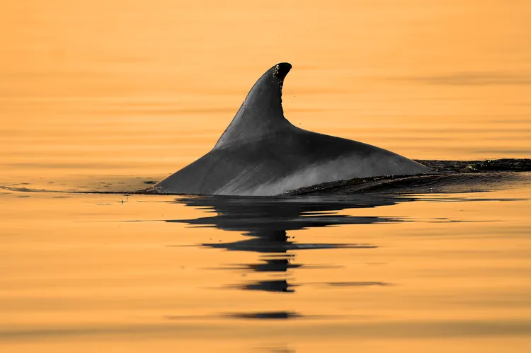 Los mejores lugares para ver delfines en Estados Unidos según un nuevo estudio Los mejores lugares para ver delfines en Estados Unidos según un nuevo estudio