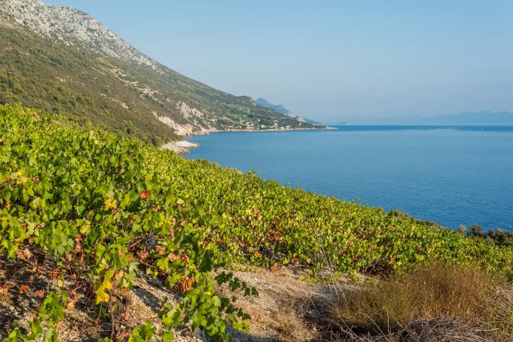 TAL-peljesac-peninsula-ALISTPOSTTIA0626-24d526957a52486a89bd25134f94520c-1000x667 - Esta es la región vinícola más subestimada de Europa. Aquí te decimos dónde beber, hospedarte y explorar