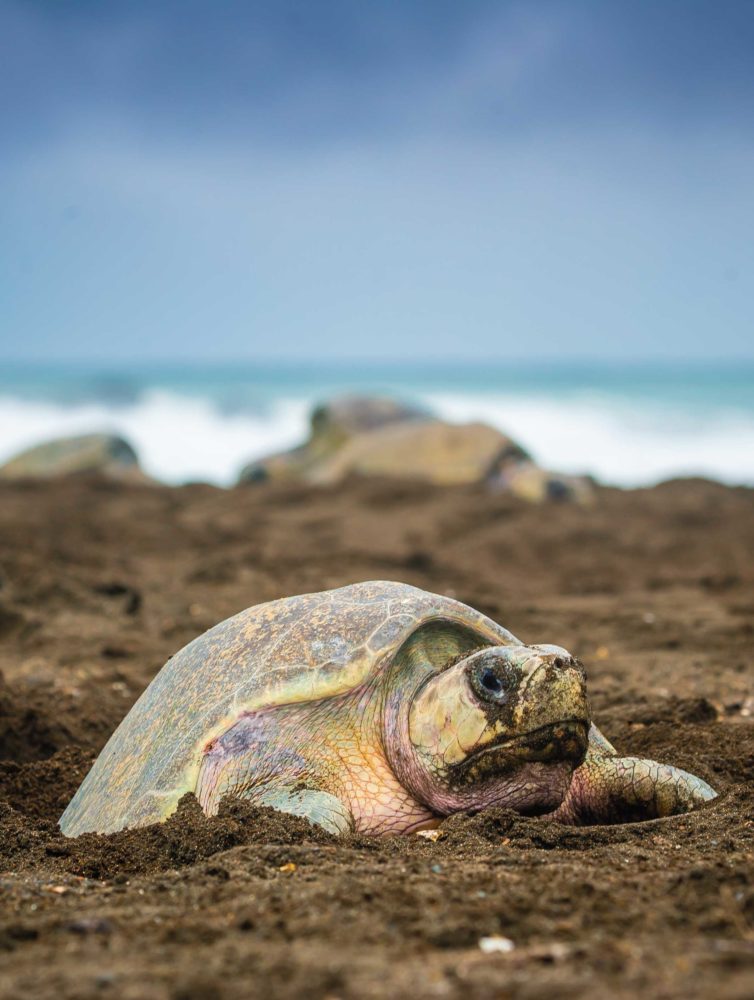 Tortuga-Lora-Ostional-5-754x1000 - Costa Rica: el manifiesto del lujo natural, una guía completa