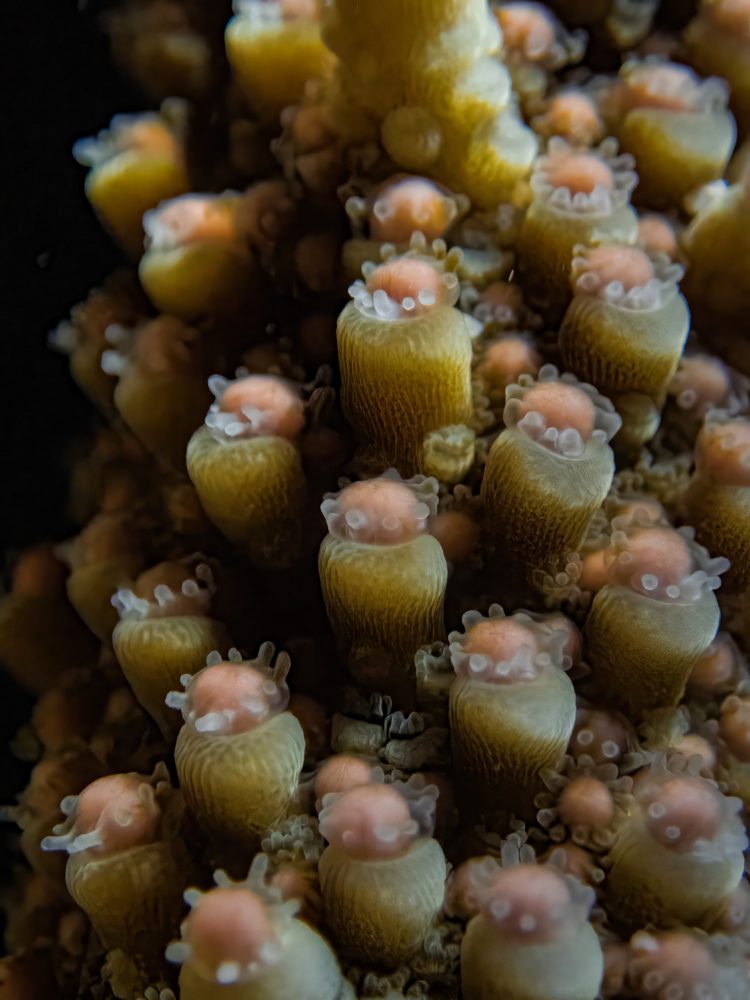 Life-Below-The-Surface-009-1-750x1000 - Fregate, la isla privada con un programa de restauración de corales en el que puedes participar