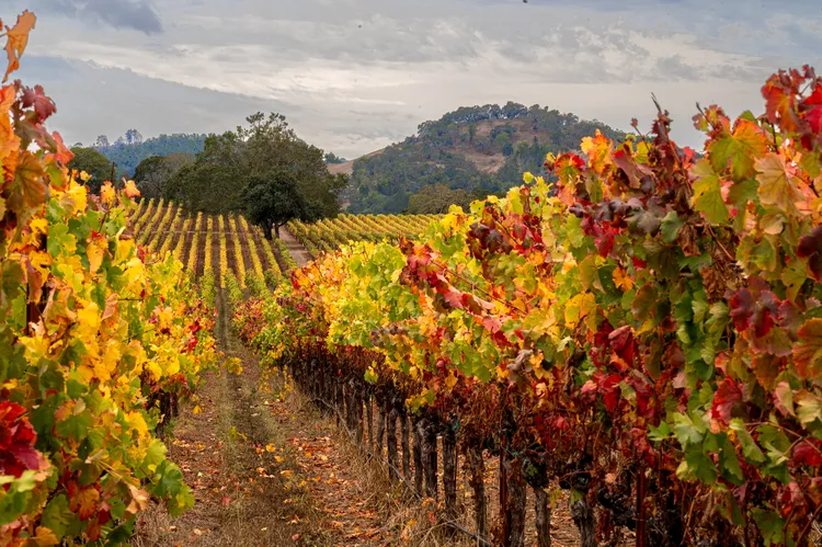 Viñedos dorados, vendimia y chimeneas: el otoño transforma la región vinícola de California Viñedos dorados, vendimia y chimeneas: el otoño transforma la región vinícola de California