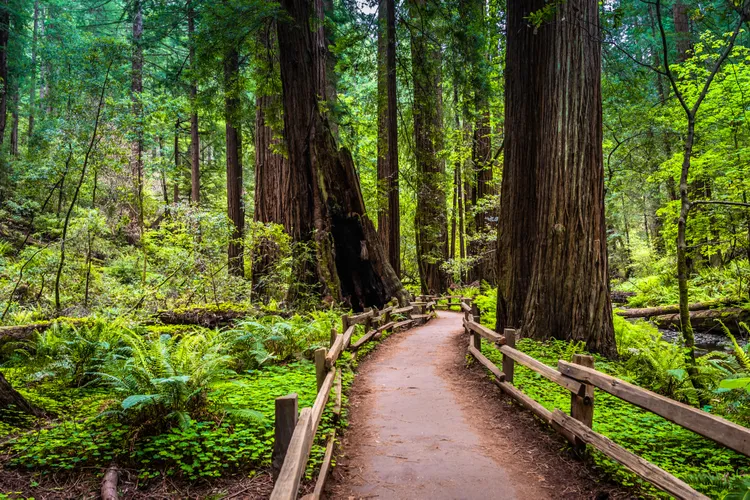 TAL-things-to-do-mount-tamalpais-state-park-MILLVALLEYCA0426-c0f315c06c9b4e9f938c977ae8de0da2 - Mill Valley, California: qué hacer, dónde comer y dónde hospedarse