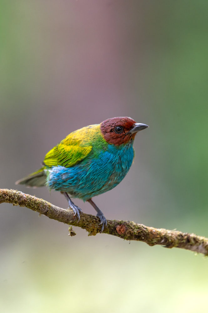 bay-headed-tanager-Tangara-gyrola-Comederos-en-Las-Nubes-Panama-Marck-Gutt-665x1000 - Observación de aves en Panamá: tres reservas para pajarear en el ombligo de América