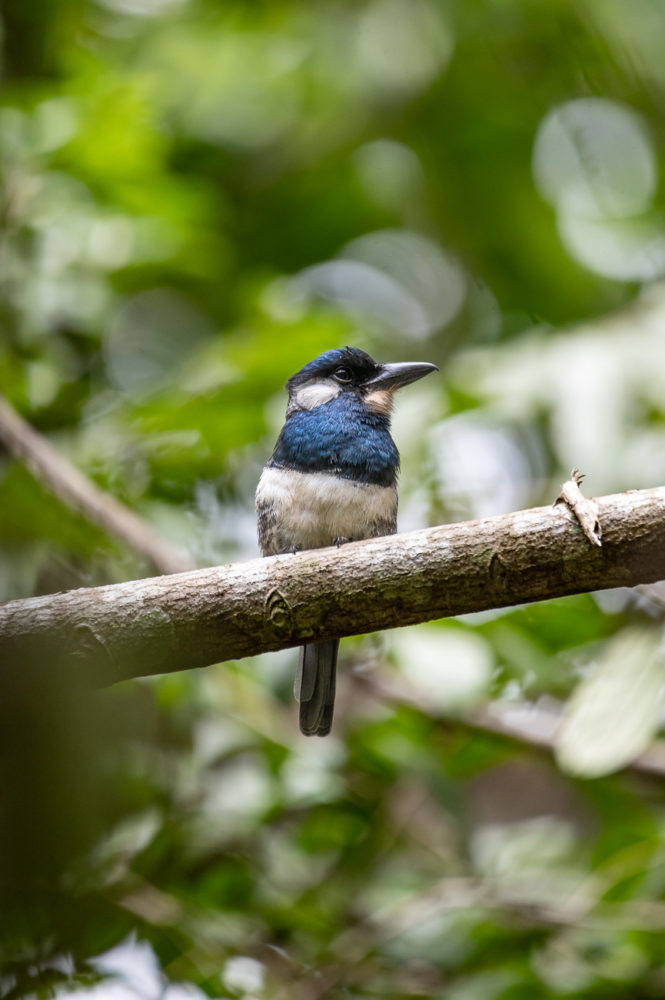 black-breasted-puffbird-Notharchus-pectoralis-Panama-Rainforest-Discovery-Center-Gamboa-Colon-Marck-Gutt-665x1000 - Observación de aves en Panamá: tres reservas para pajarear en el ombligo de América