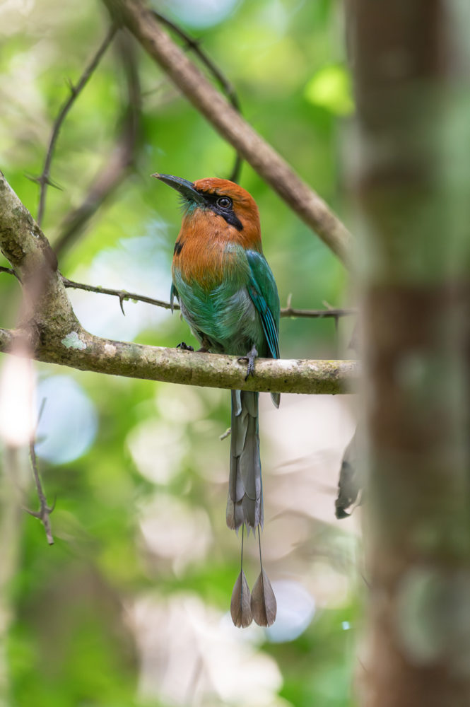 broad-billed-motmot-Electron-platyrhynchum-Panama-Rainforest-Discovery-Center-Gamboa-Colon-Marck-Gutt-665x1000 - Observación de aves en Panamá: tres reservas para pajarear en el ombligo de América