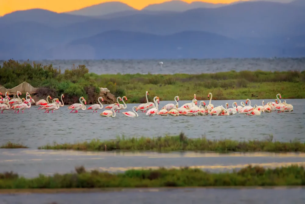 flamencos-delta-ebro-1000x667 - Descubre los lugares más emblemáticos por los que pasará la Vuelta Ciclista a España