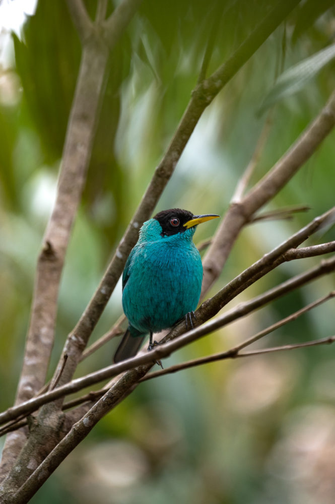 green-honeycreeper-Chlorophanes-spiza-Birding-Paradise-Paraiso-Chiriqui-Panama-Marck-Gutt-665x1000 - Observación de aves en Panamá: tres reservas para pajarear en el ombligo de América