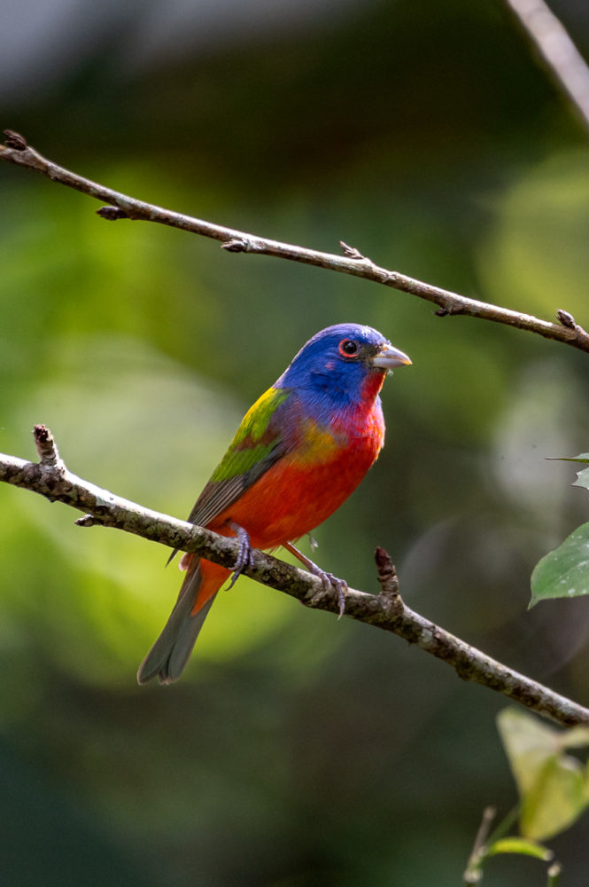 painted-bunting-Passerina-ciris-Birding-Paradise-Paraiso-Chiriqui-Panama-Marck-Gutt-665x1000 - Observación de aves en Panamá: tres reservas para pajarear en el ombligo de América