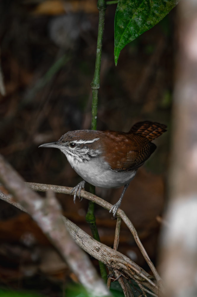 rufous-and-white-wren-Thryophilus-rufalbus-Comederos-en-Las-Nubes-Panama-Marck-Gutt-665x1000 - Observación de aves en Panamá: tres reservas para pajarear en el ombligo de América