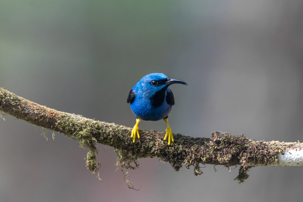 Observación de aves en Panamá: tres reservas para pajarear en el ombligo de América Observación de aves en Panamá: tres reservas para pajarear en el ombligo de América